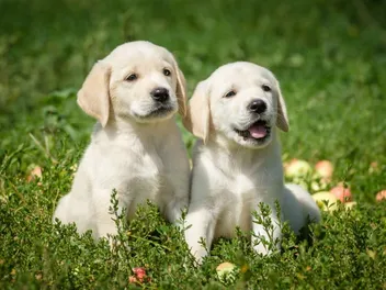 Labrador Retriever Puppies for Sale in New York: 2026 Breeders List