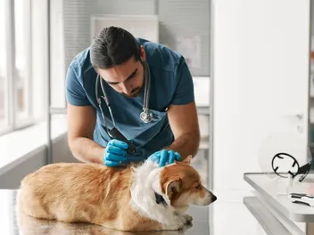 Dog Skin Discoloration: Vet-Reviewed Causes & Treatment