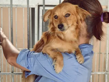 What Is a Foster Fail? Vet-Verified Facts & FAQ