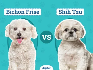 Bichon Frise vs. Shih Tzu: The Key Differences (With Pictures)