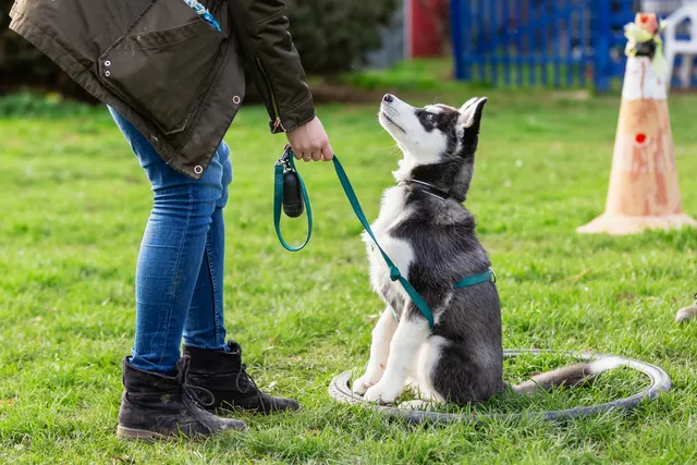 How to Train a Dog Not to Run Away When Off-Leash: 5 Vet Approved Tips