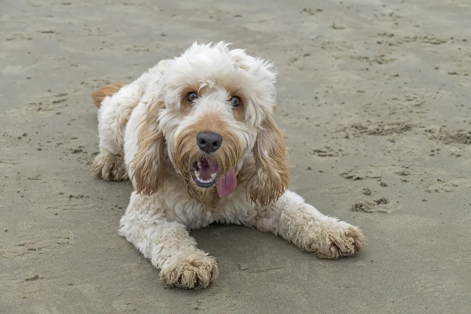 Spoodle laying on sand