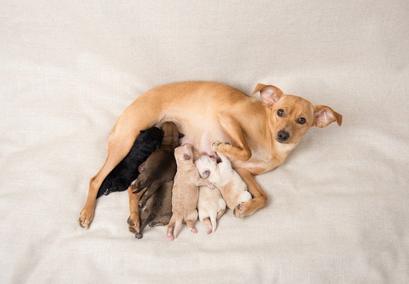 Litter of Small Breed Newborn Puppies Nursing on Their Mom