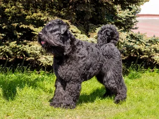 Bouvier des Flandres Dog Breed: Info, Pictures, Origin & More