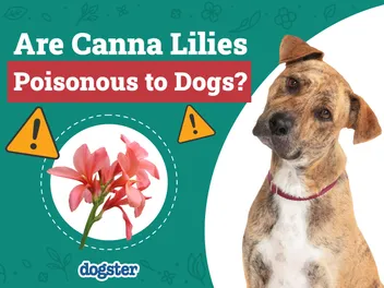 Are Canna Lilies Poisonous to Dogs? Vet-Verified Facts & Safety