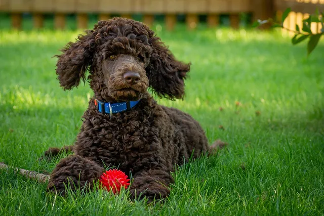 Woodle (Welsh Terrier & Poodle Mix): Info, Pictures, Care & More