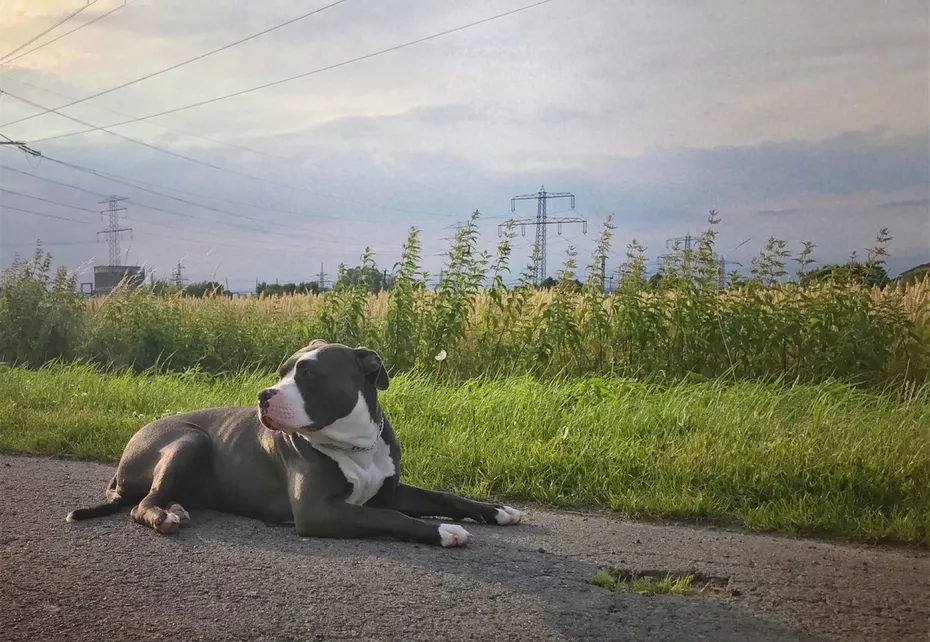 American bully sitting by the road