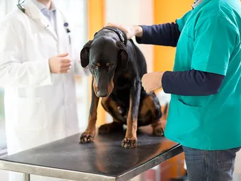 National Canine Lymphoma Awareness Day 2026: When & How It's Celebrated