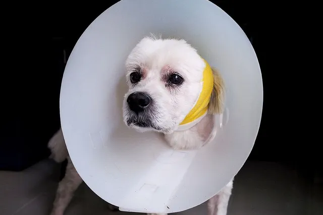 Can I Spay or Neuter My Dog at 2 Years Old? Vet-Approved Facts & FAQ