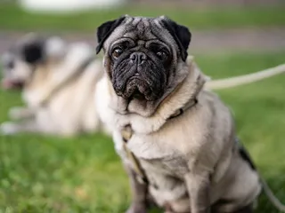 What Were Pugs Bred For? Their Origins & History Through the Ages