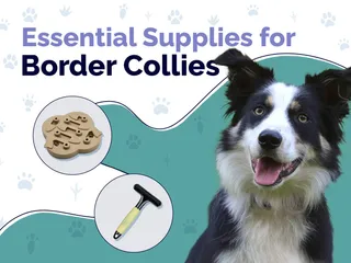 28 Essential Border Collie Supplies to Get You Started: 2026 Update