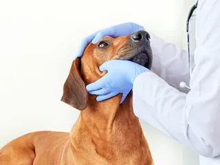 Entropion in Dogs: Our Vet Explains Signs & How to Treat It