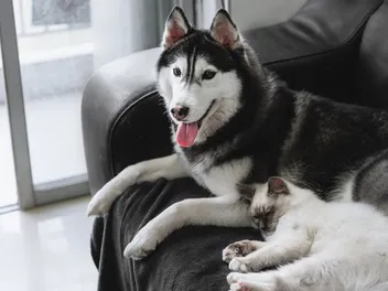 Why Does My Dog Steal My Spot? 7 Possible Reasons & What to Do