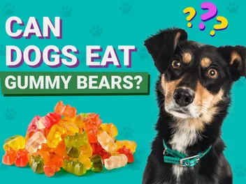 Can Dogs Eat Gummy Bears? Vet-Verified Nutrition Facts & Info
