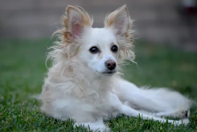 Papshund (Dachshund Papillon Mix): Info, Pictures, Care & More