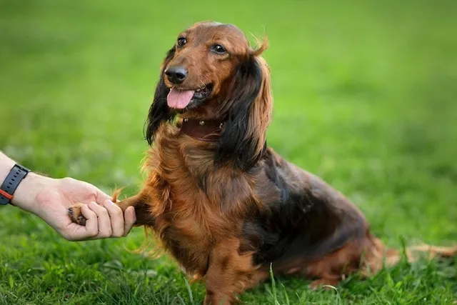 10 Different Types of Dachshunds (With Info & Pictures)