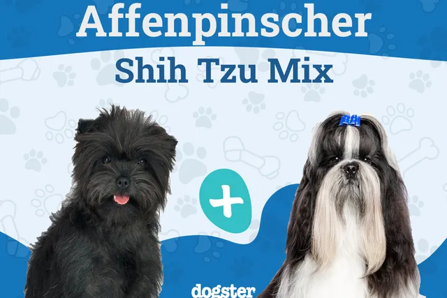 Affen Tzu Dog Breed: Info, Pictures, Care & More