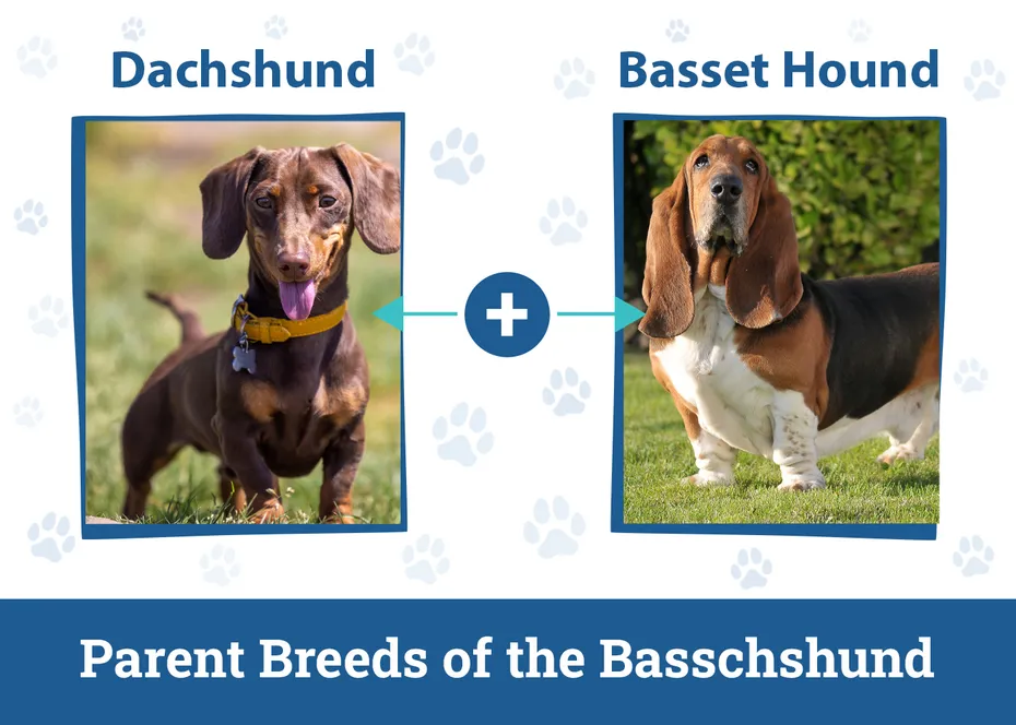 Parent Breeds of the Basschshund