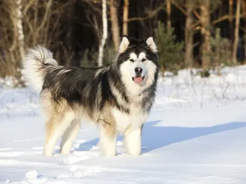 21 Dog Breeds Who Love Cold Weather & Snow: Info & Pictures