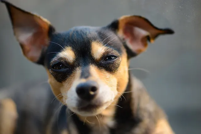 Why Is My Dog Squinting? 6 Vet-Verified Vision Issues