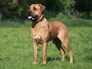 Tosa Dog Breed: Info, Pictures, Facts, & Traits