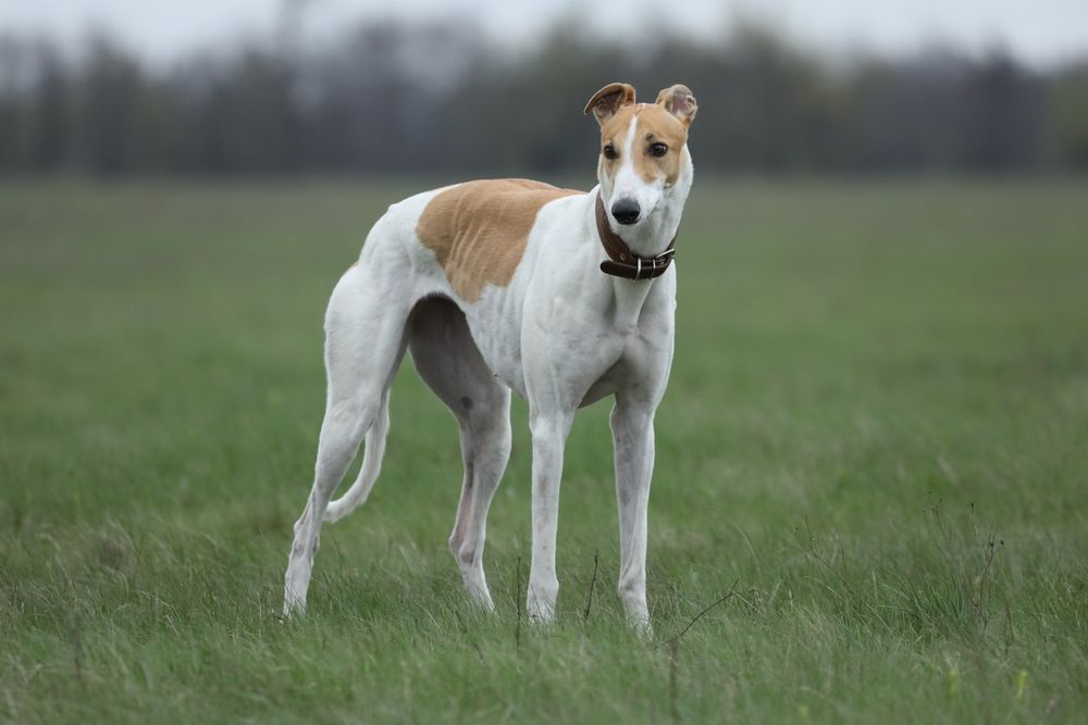 greyhound dog in the meadow