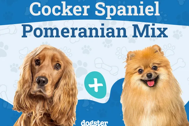 Cockeranian Mixed Dog Breed: Info, Pictures, Care & More