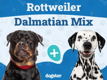 Rottmatian (Rottweiler & Dalmatian Mix): Info, Pictures, Temperament & Traits