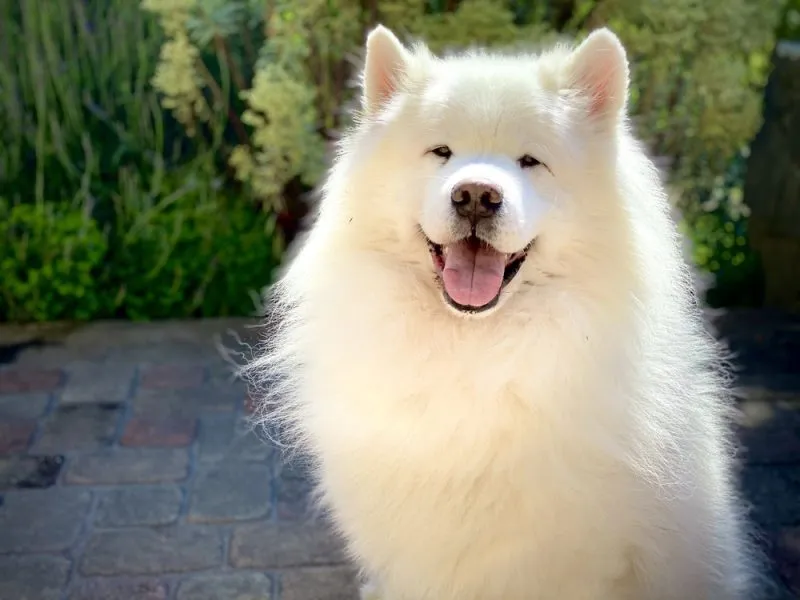 3D White cute samoyed Dog with mouth open