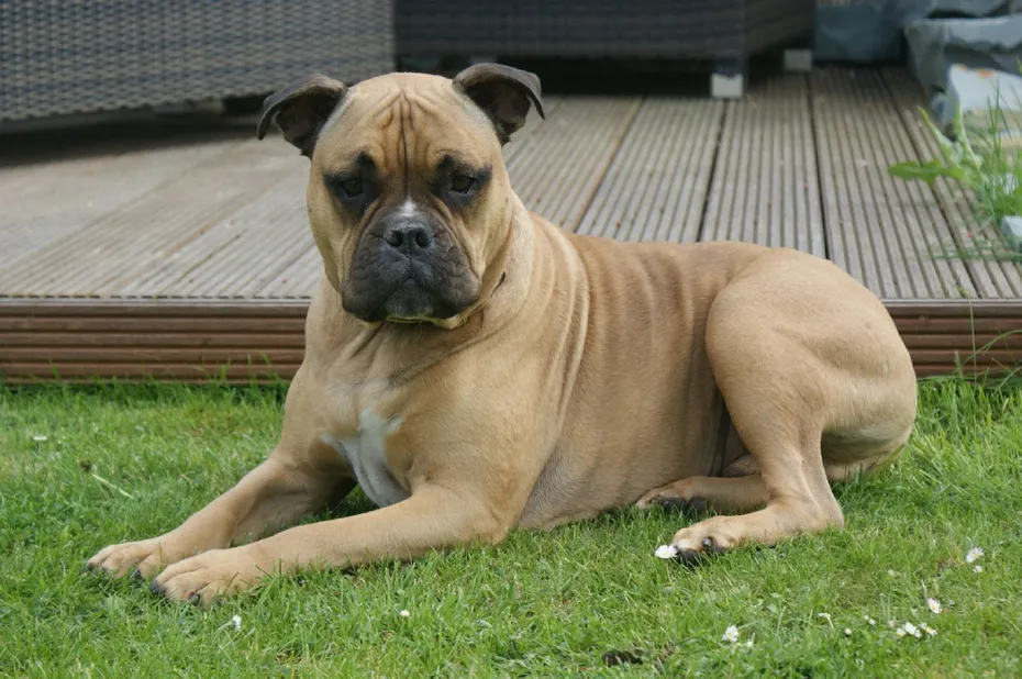Bullmastiff dog resting on the grass