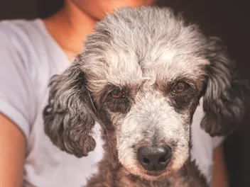 Merle Poodle: Info, Pictures, Origin & History