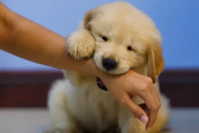 Are Puppies Born Deaf? Science-Based Facts & FAQ