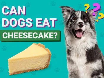 Can Dogs Eat Cheesecake? Vet Approved Facts & Safety Guide