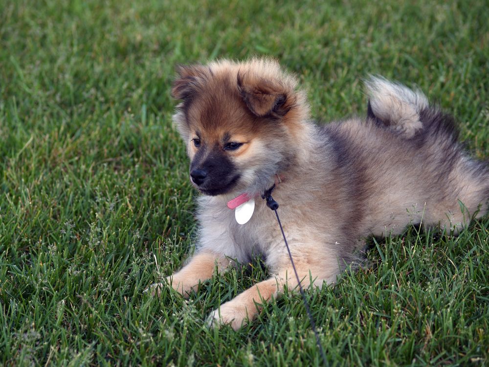 3-month-old-wolf-sable-pomeranian-puppy-laying-on-grass