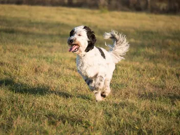How Fast Can Labradoodles Run? Facts & FAQ