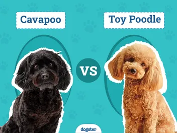 Cavapoo vs Toy Poodle: Key Differences (With Info & Pictures)
