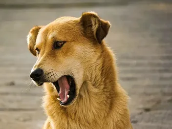 What Is the Flehmen Response in Dogs? Our Vet Explains