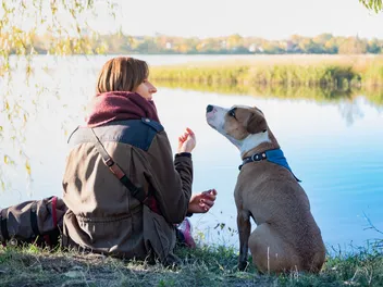 Can Dogs Understand English? Vet-Verified Communication Facts