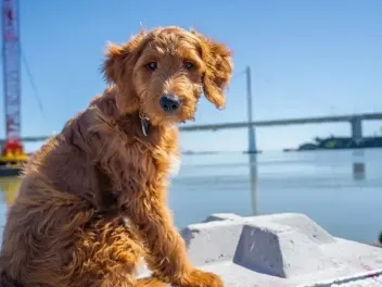 11 Best Dog Foods for Mini Goldendoodles in 2026 - Reviews & Top Picks