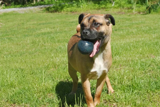 Should You Adopt a Mutt? 7 Vet-Approved Reasons to Consider It