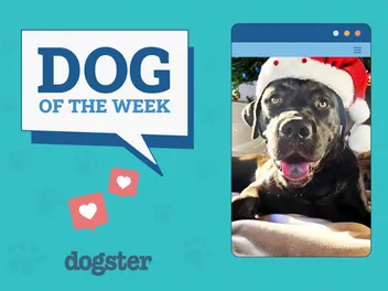 Dogster Photo Contest: Dogs of the Week Winners (January 15, 2026)