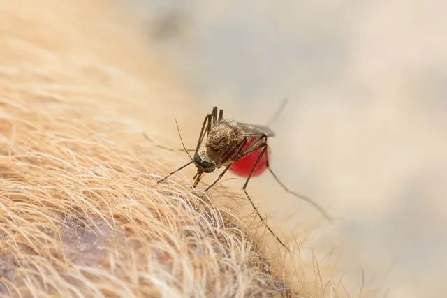Can Dogs Get Bitten by Mosquitoes? Vet-Approved Signs, Care & Prevention