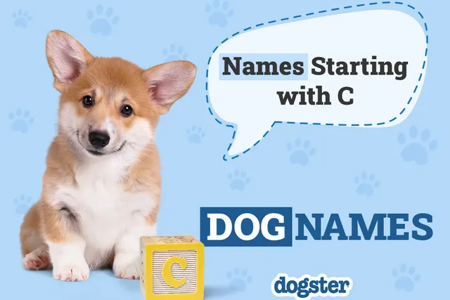 215+ Dog Names That Start With C for Your Cuddly Canine