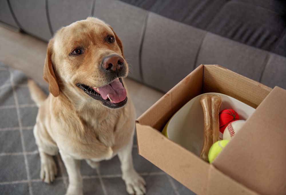 happy dog sitting near a box of toys