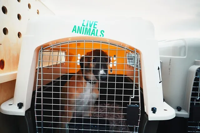 How Much Does It Cost to Ship a Dog? 2026 Relocation Costs