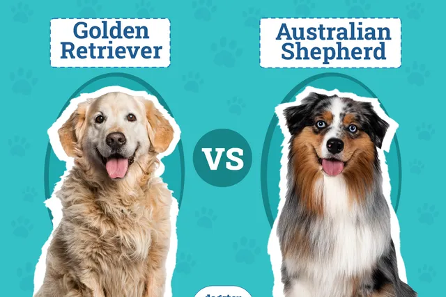 Golden Retriever vs Australian Shepherd: Pictures & Differences Explained