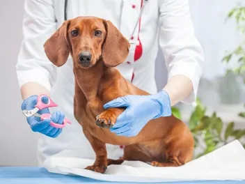 Dachshund Grooming Guide: 13 Expert Tips