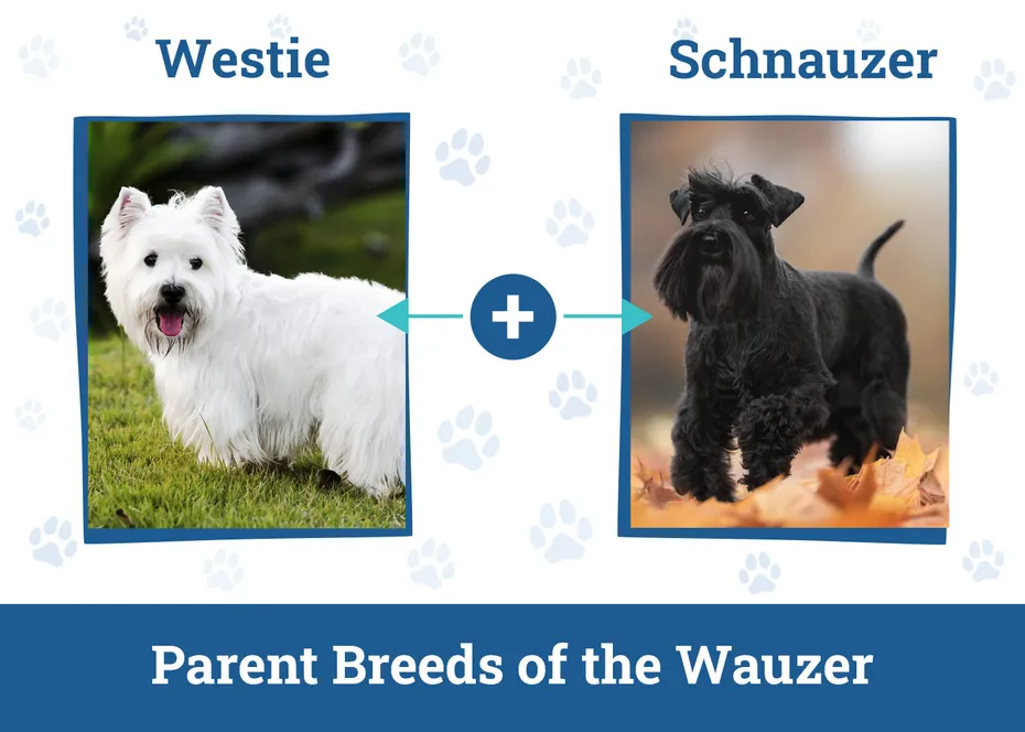 Parent Breeds of the Wauzer