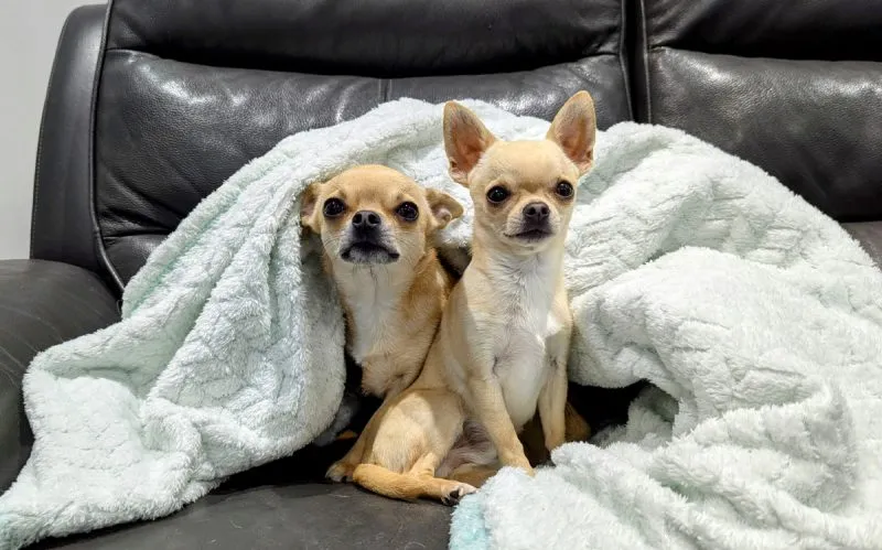The boys love a blanket