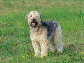 Do Wheaten Terriers Shed? Breed Info & Care Tips
